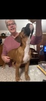 AKC Boxer puppies Boxer for sale/adoption
