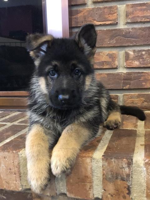 AKC German Shepherd Puppies