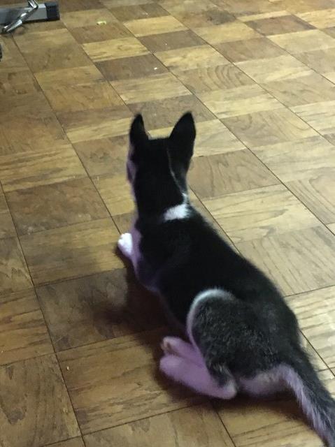 Siberian Husky puppy for sale + 60249