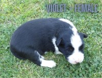 Last Puppy Listed