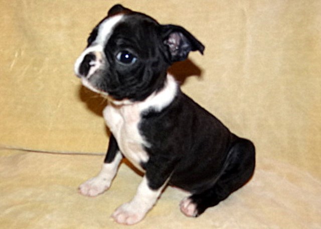 Boston Terrier puppy for sale + 47109