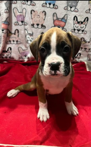 AKC BOXER PUPPIES