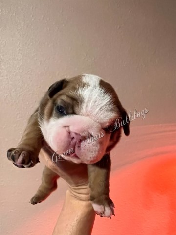 English Bulldog puppy for sale + 64492