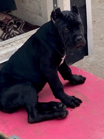 Cane Corso Puppy