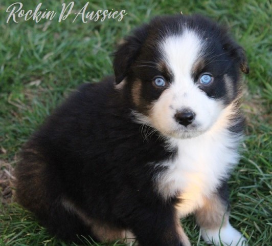 Australian Shepherd Dog puppy for sale + 63860