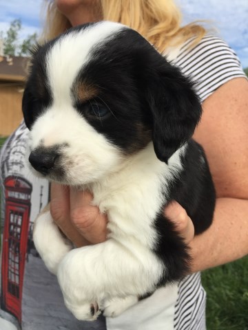 Miniature Australian Shepherd puppy for sale + 52609