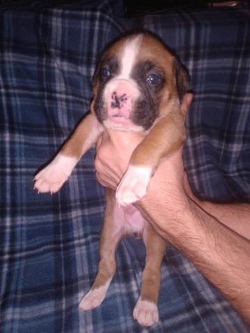 Flashy fawn male boxer