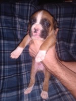 Flashy fawn male boxer Boxer for sale/adoption
