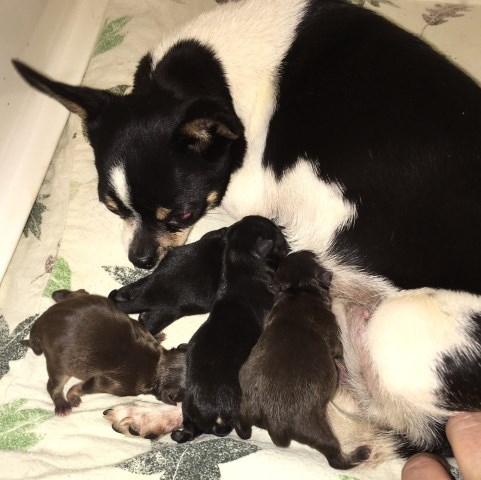 Chihuahua puppy dog for sale in Salem, Oregon