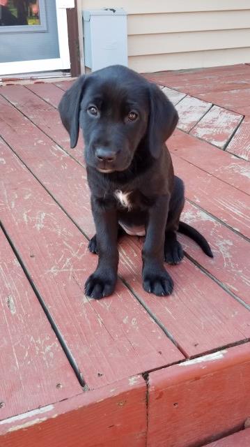 Labrador Retriever puppy for sale + 58242