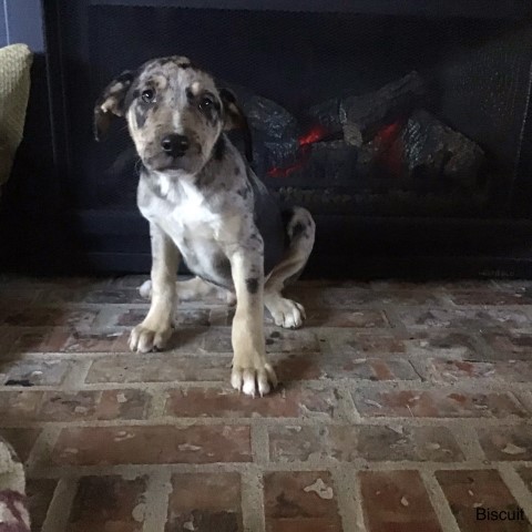 Catahoula x Border Collie Mix