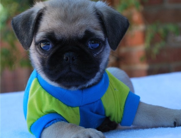 Pug puppy for sale + 54040