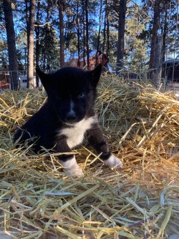 Siberian Husky puppy for sale + 61293