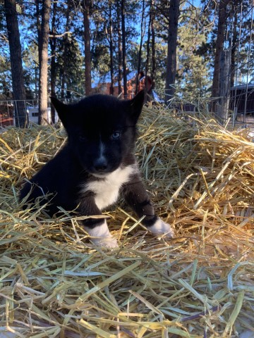 Siberian Husky puppy for sale + 61293