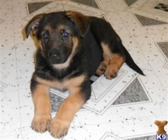 German Shepherd Dog puppy for sale + 64342