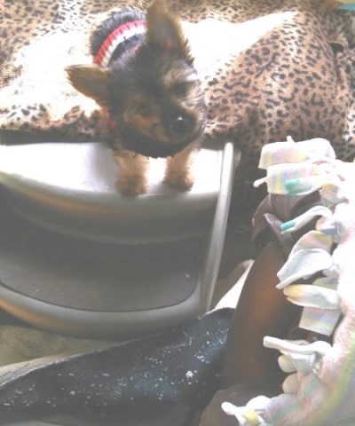 Yorkshire Terrier puppy for sale + 60004