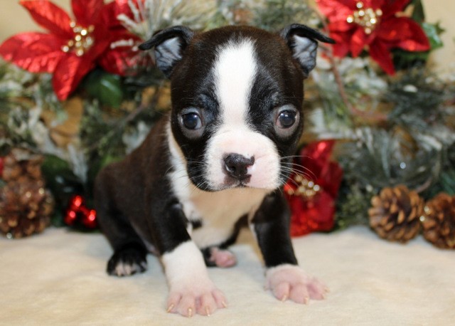 Boston Terrier puppy for sale + 64182