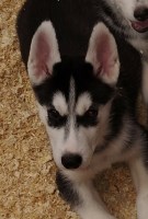 Last Puppy Listed