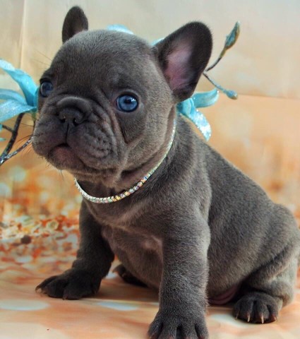 French Bulldog puppy dog for sale in San Diego, California