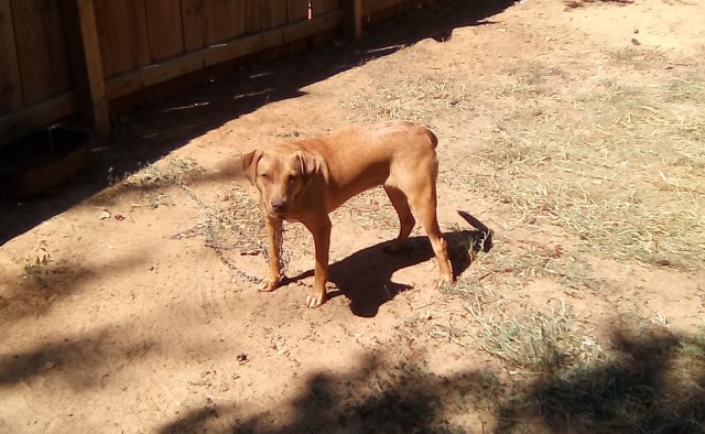 Rhodesian Ridgeback puppy for sale + 65249