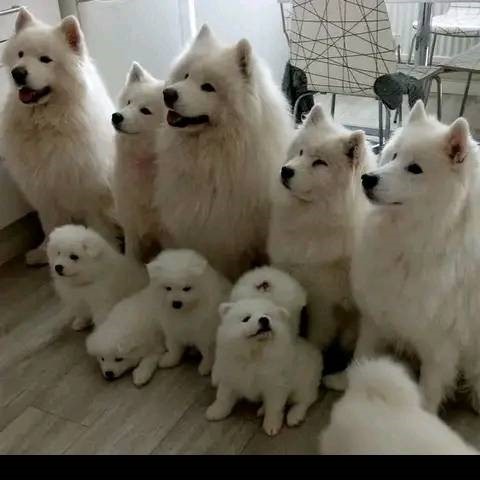 Charming Samoyed pups for adoption