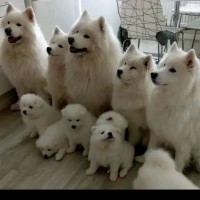 Samoyed thumbnail