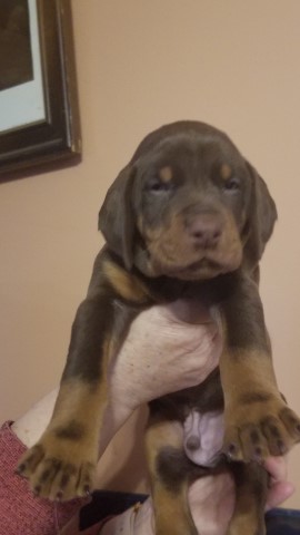 Doberman Puppies for Sale