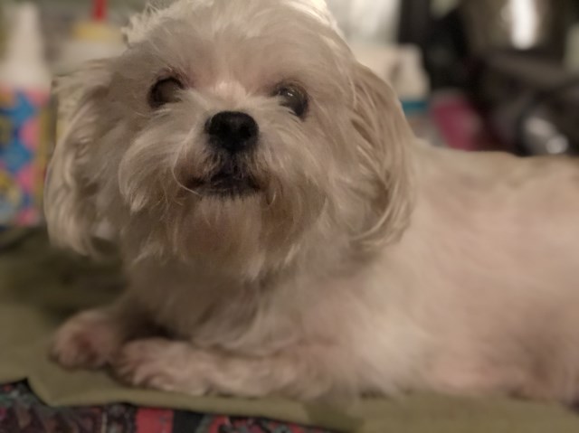 Shih-Tzu/Maltese Designer Mix