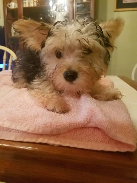 morkie female 6 months old very gentle 3 pounds