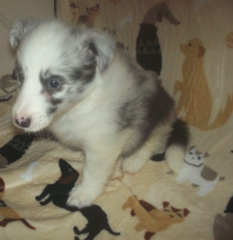 Shetland Sheepdog puppy for sale + 47477