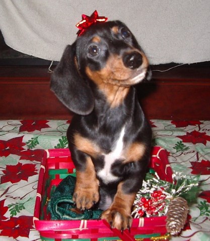 AKC miniature dachshund puppy