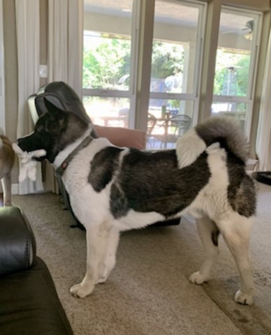 ***Our home raised Akita puppies are ready for a Great Home!!!***