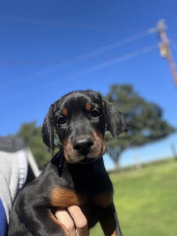 AKC European Doberman pups