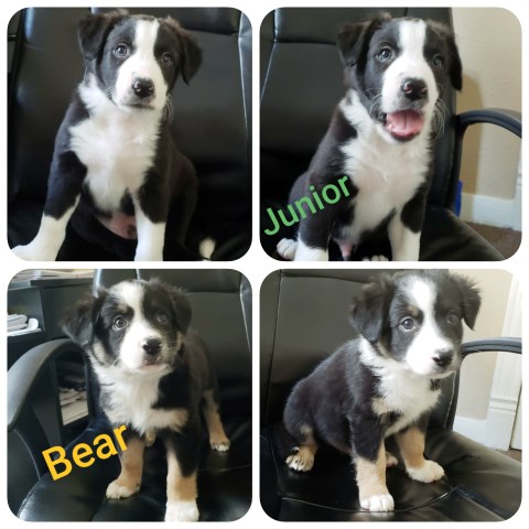Border Collie puppy for sale + 55013