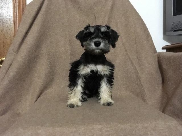 Barney AKC Miniature Schnauzer Puppy