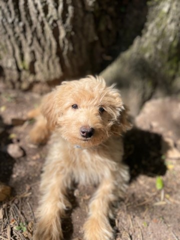 !!CUTE POODLE MIX PUPPY FOR SALE!!