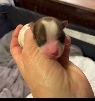 Yorkie Puppys with on site visiting Yorkshire Terrier for sale/adoption