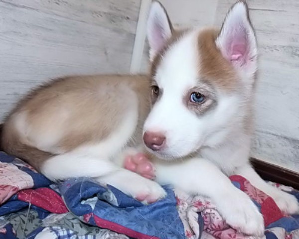 AKC Siberian Husky Pup