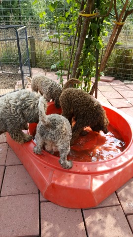 Poodle Standard puppy for sale + 64440