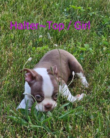 Boston Terrier puppy for sale + 64797