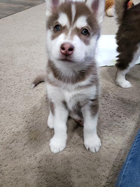 Siberian Husky puppy for sale + 59738