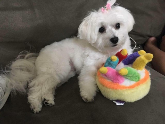 Maltese and Morkies
