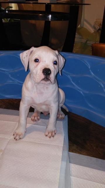 *100% American Bulldog pups available for sale*