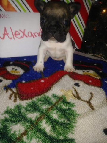 French Bulldog puppy for sale + 50737