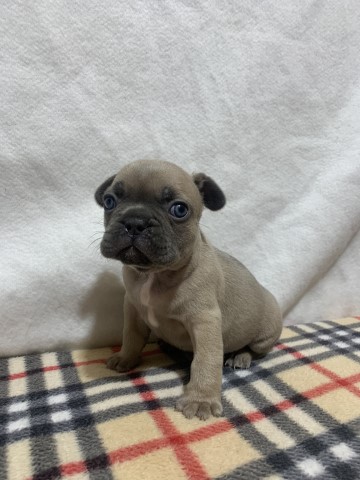 French Bulldog puppy for sale + 63573
