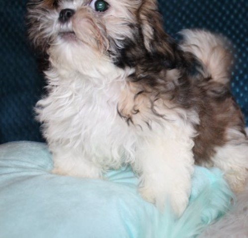 Shih Tzu puppy for sale + 60297