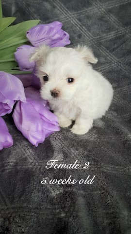 Female AKC Maltese