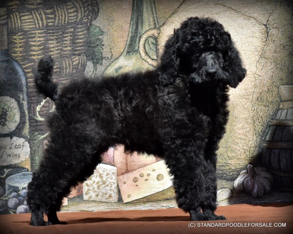 Black Standard Poodle Puppy For Sale ~ Champion Sired
