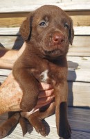 Chesador Puppies Chesapeake Bay Retriever for sale/adoption