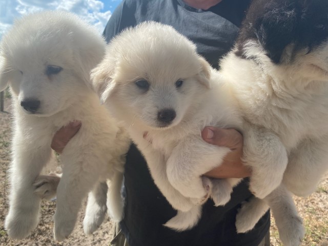 8 week old Great Pyrenees Puppies